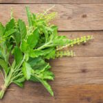 holy basil health benefits 1024x692 2441408825